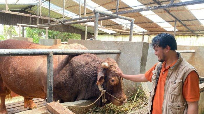 Kebutuhan Hewan Kurban di Bandung Barat Naik 5 Persen, 50 Persen Pasokan dari Luar Daerah
