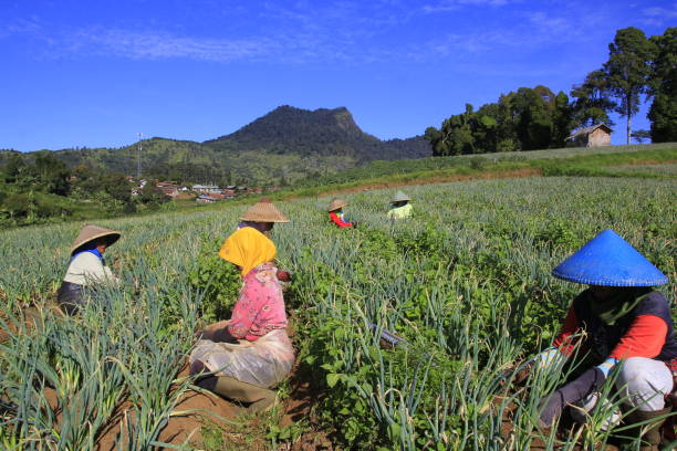 Petani Sayuran di Parongpong Mulai Masuki Musim Panen Awal Tahun