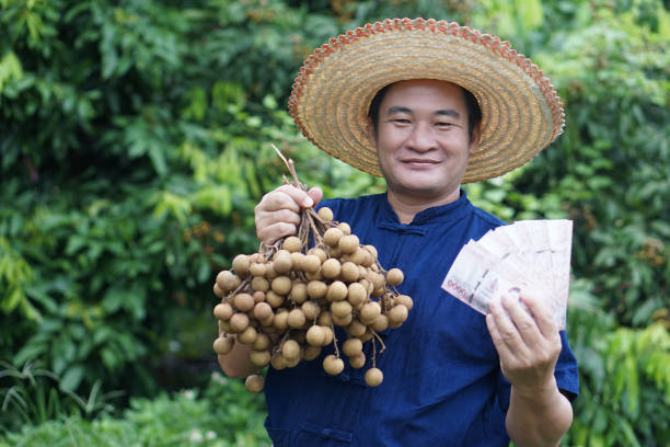 Manisnya Panen Lengkeng Tertunda: Wisata Agro di Cipatat Siap Sambut Pengunjung Lagi