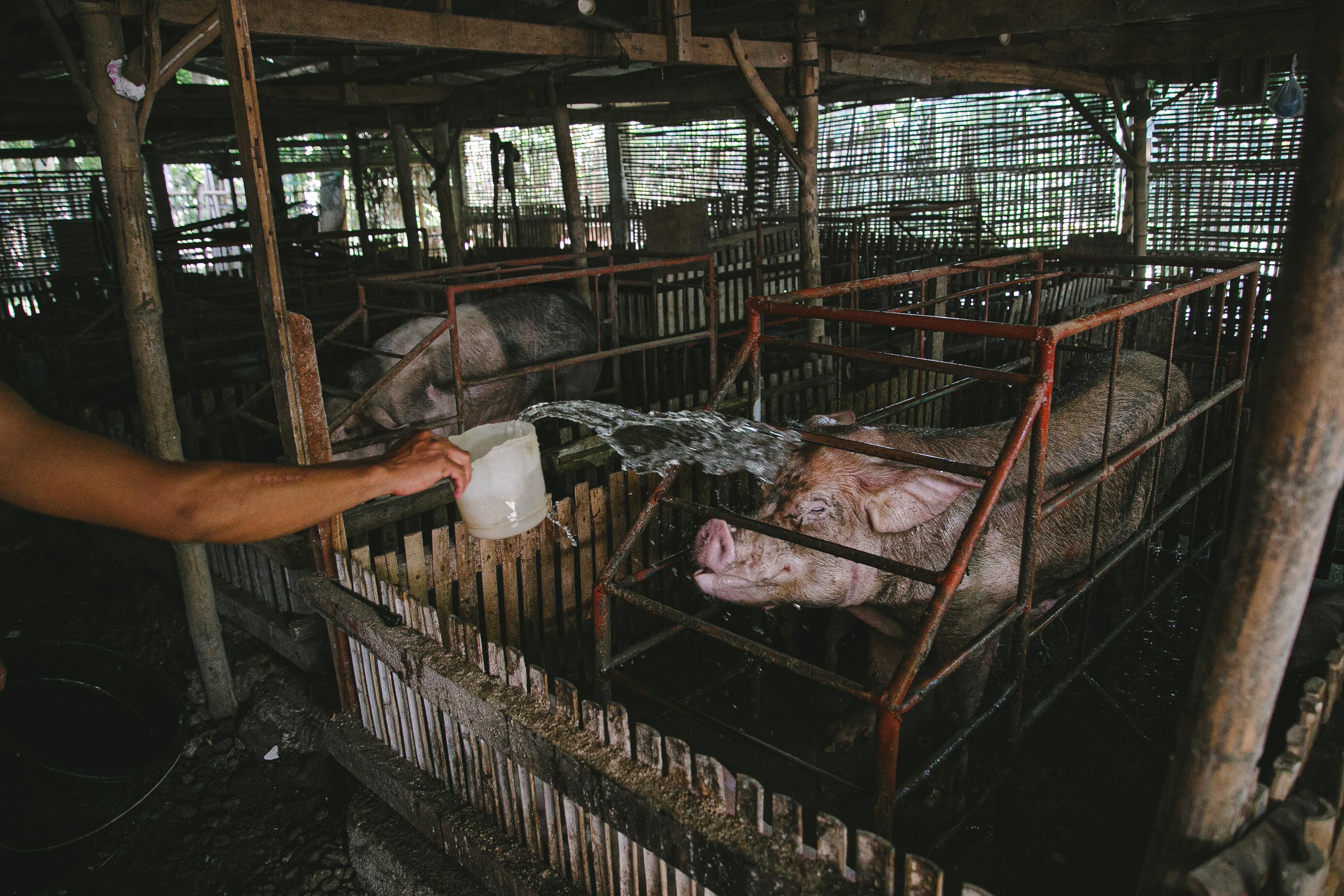 Cegah Penyebaran Rabies, Bandung Barat Sudah Salurkan Ribuan Vaksin untuk Hewan Penular